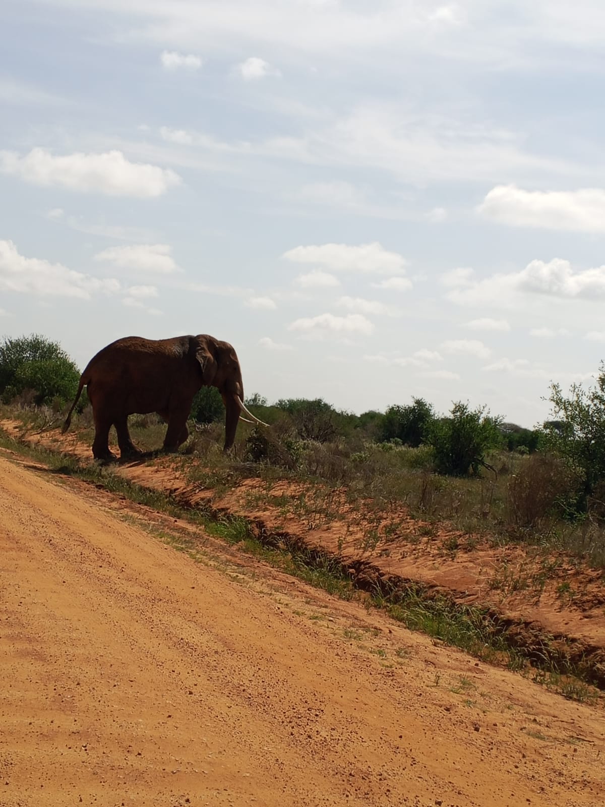 Red elephant crossing a dirt road in Tsavo National Park